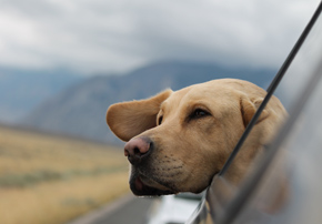 a dog sticking his head out of a car